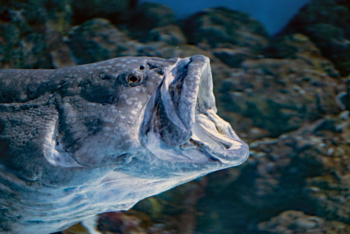 I subacquei cacciano il “pesce mostro” invasivo nel Lago di Garda