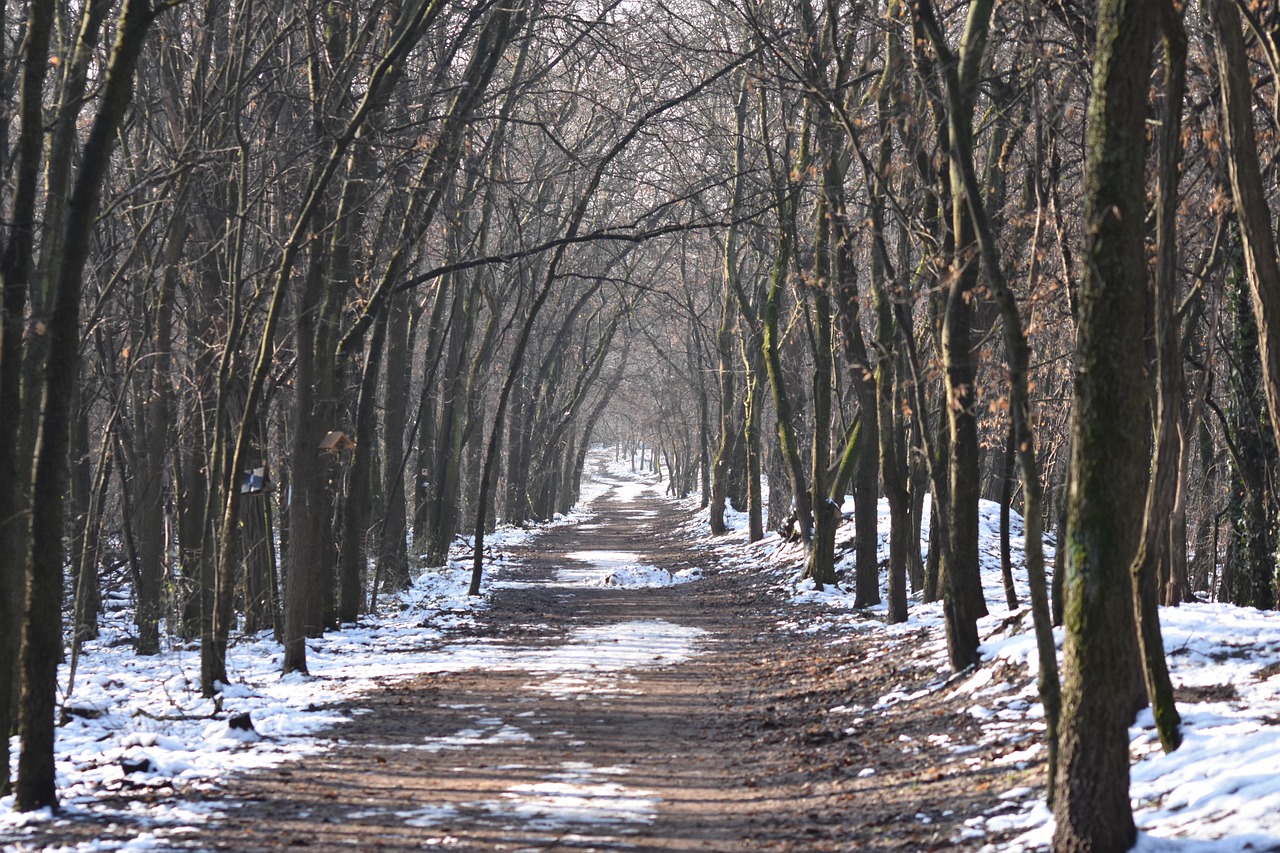 Sentiero immerso nei boschi lombardi, ideale per camminate lente e contemplative nella natura.