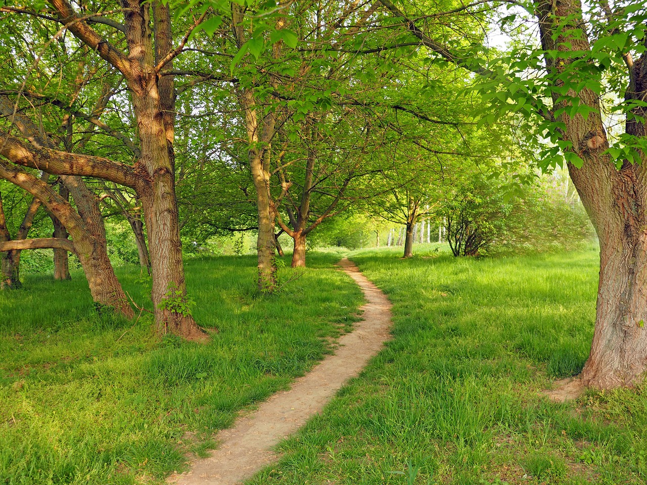 Sentiero immerso nella natura con alberi verdi e cielo sereno, ideale per passeggiate rilassanti.