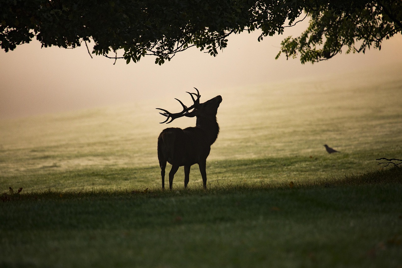 Percorso naturalistico con fauna locale, alberi e vegetazione rigogliosa.