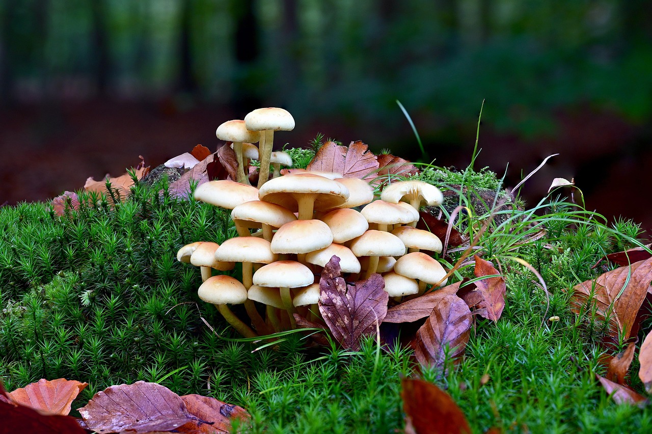 Punti panoramici con funghi e foliage autunnale in un paesaggio colorato.