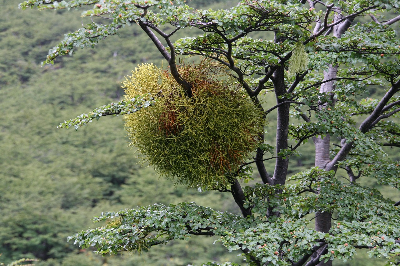 Bacca di vischio appoggiata su un ramo d'albero per la coltivazione in giardino.
