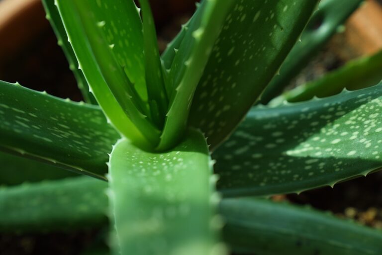 Aloe vera in vaso: ecco come usare il gel e far crescere nuove piantine