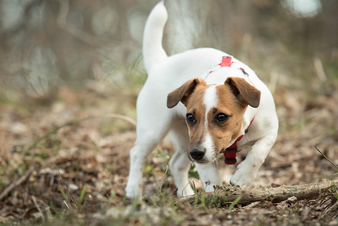Cane che scava nel giardino, evidenziando comportamento e curiosità animale.
