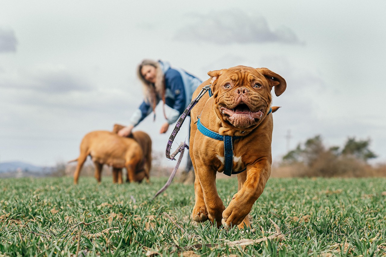 Cane che risponde al richiamo del padrone in un parco, simbolo di addestramento efficace.