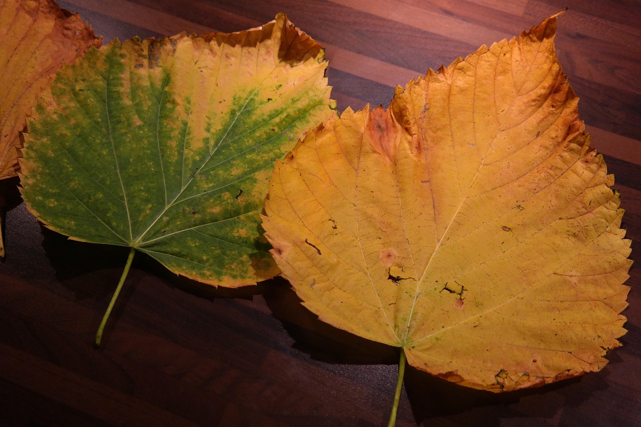 Foglie gialle su una pianta, simbolo delle problematiche comuni e delle soluzioni da adottare.