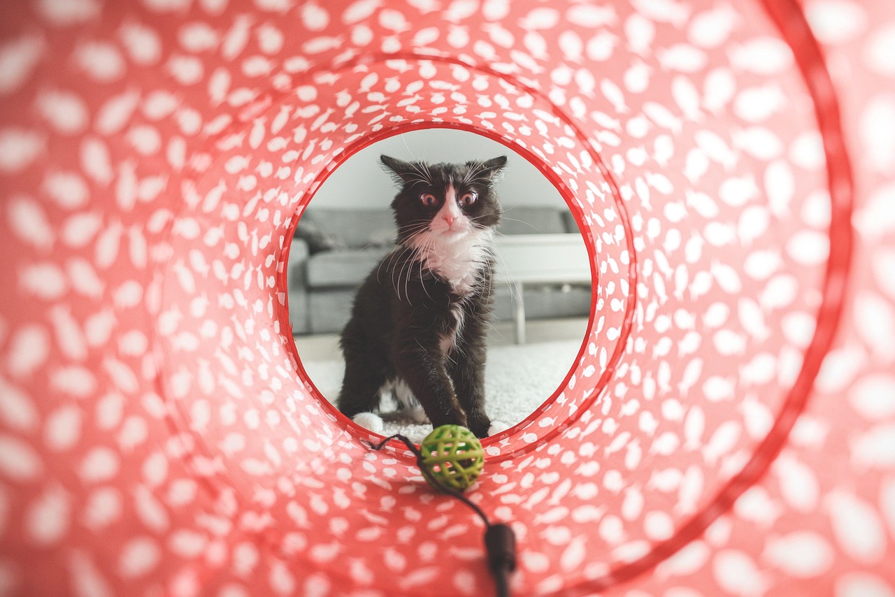 Gatto che gioca con un gioco interattivo stimolante per la mente.