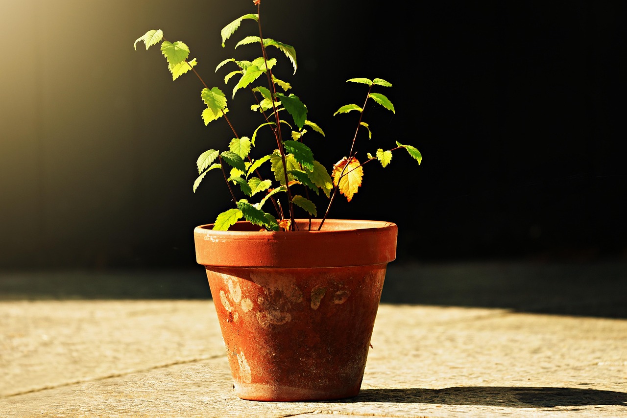 Piante d'appartamento appassite e foglie gialle, simbolo degli errori comuni nella cura delle piante.