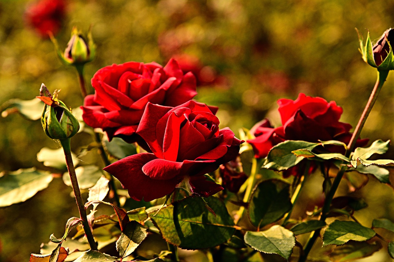Rose rigogliose nel giardino, circondate da terra fertile e rinforzata con il trucco della nonna.
