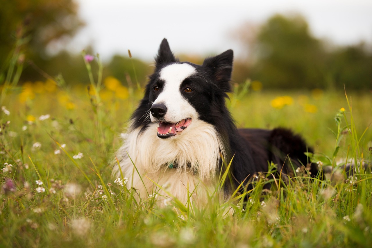Immagine di diverse razze di cani intelligenti, tra cui Border Collie e Poodle, in un ambiente naturale.