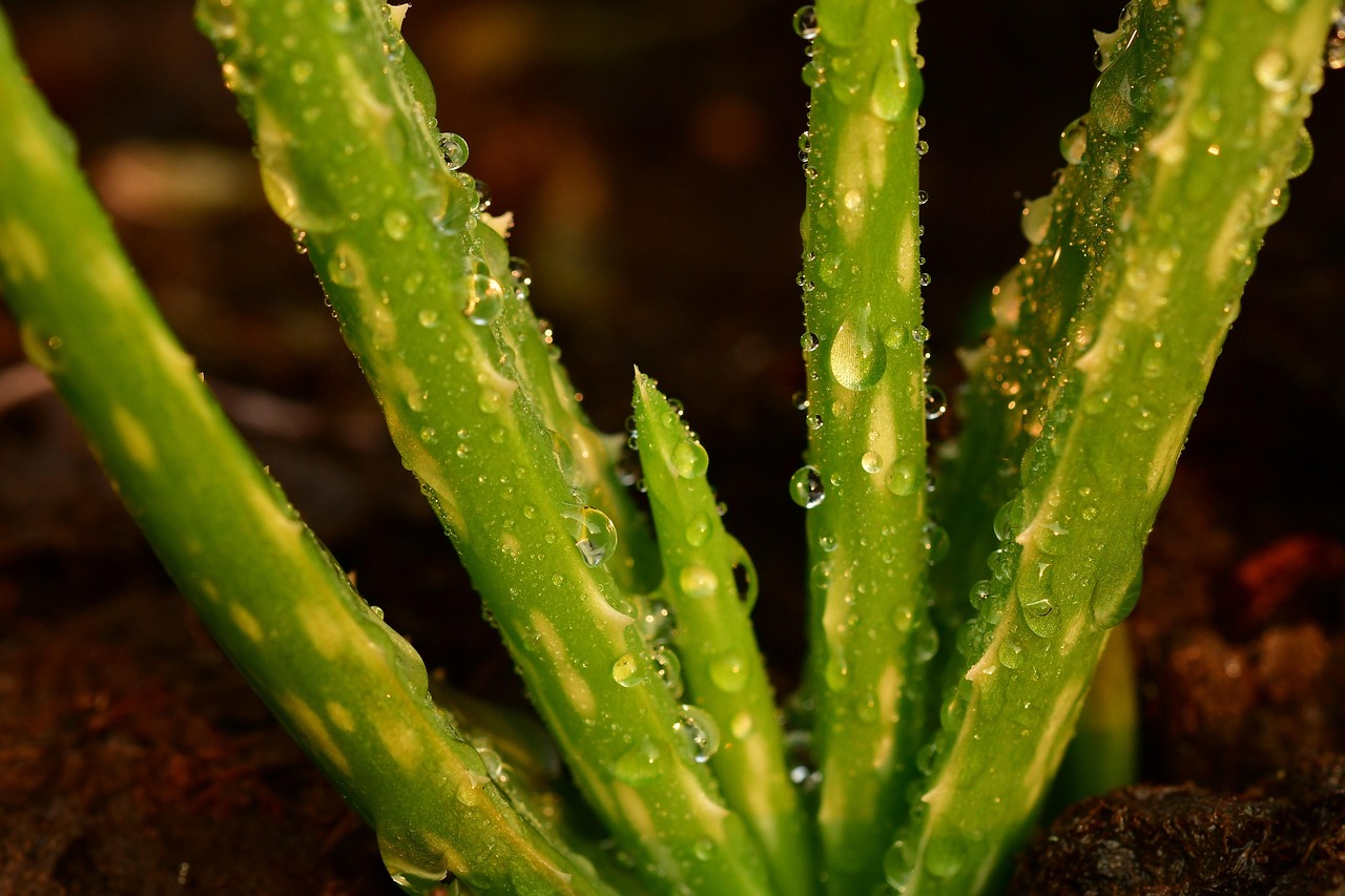 Aloe vera sana in un vaso, con foglie verdi e rigogliose, su un tavolo di legno.