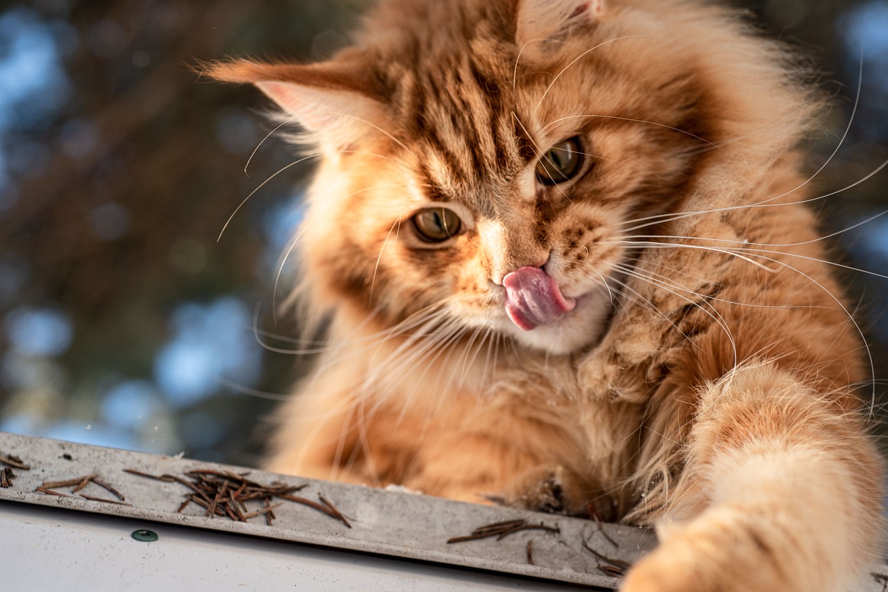 Immagine di scatole di cibo per gatti con etichette di marche poco raccomandate.
