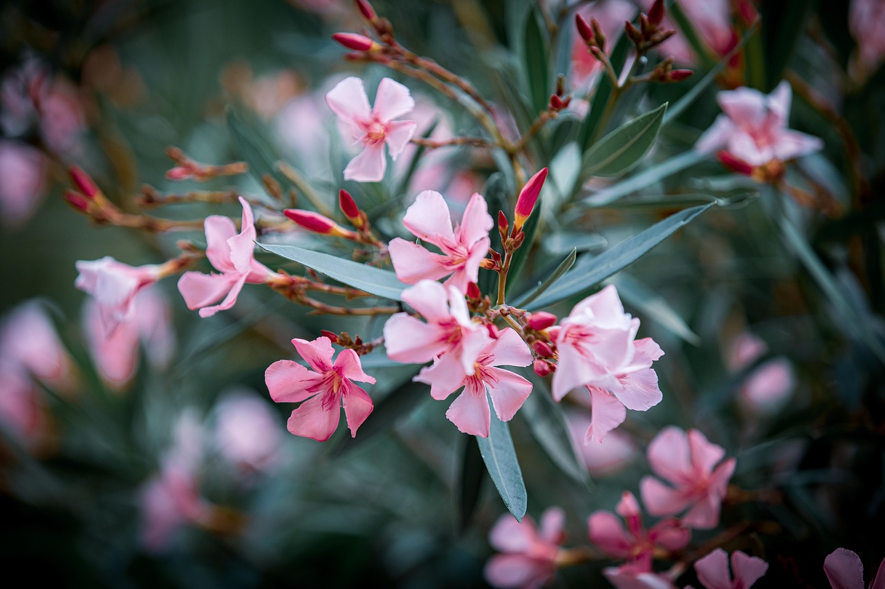 Cinque piante fiorite tutto l'anno, in un giardino colorato e rigoglioso.