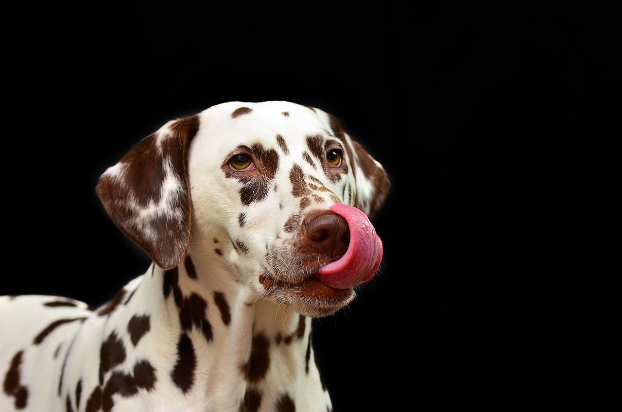 Cane che si lecca le labbra mentre viene osservato, espressione di comunicazione e emozione.