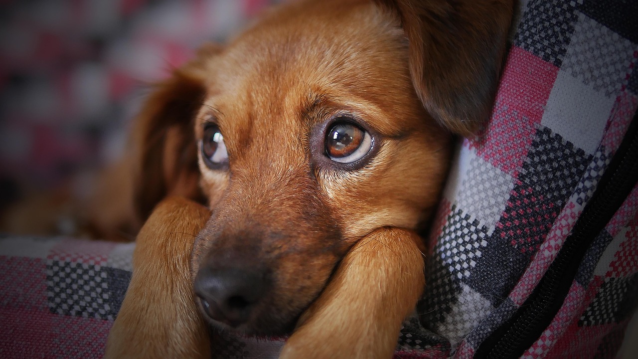 Cane che sospira profondamente, riflettendo emozioni e stati d'animo.
