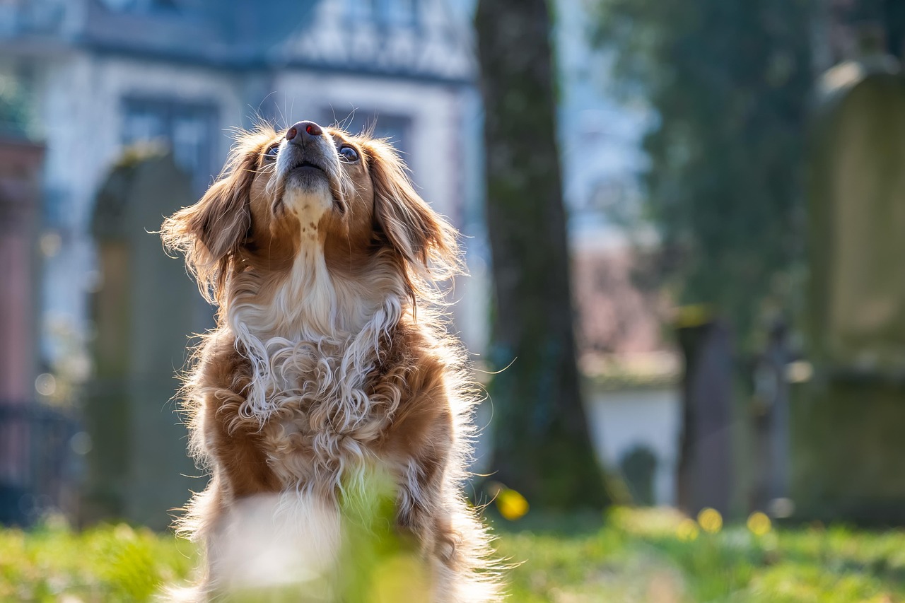 Cane che ulula vicino alla porta di casa, esprimendo ansia per l'assenza del padrone.