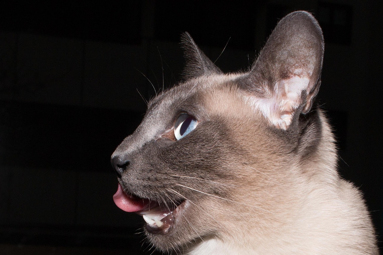 Gatto che miagola di notte, riflettendo il suo comportamento e le possibili cause.