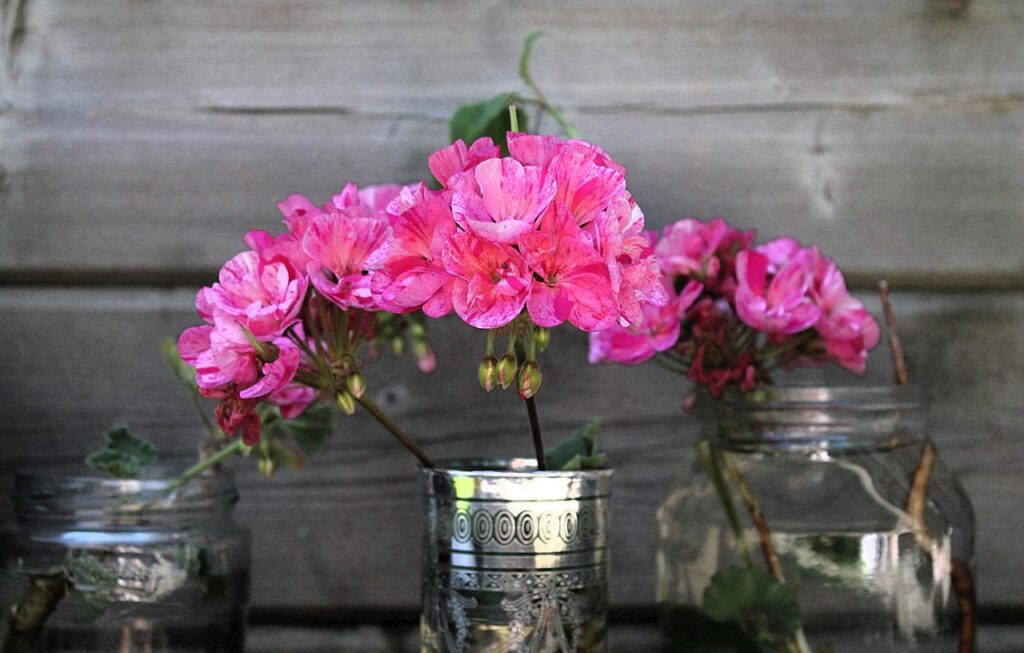 Talea di geranio: ecco il periodo giusto e il trucco per farla attecchire