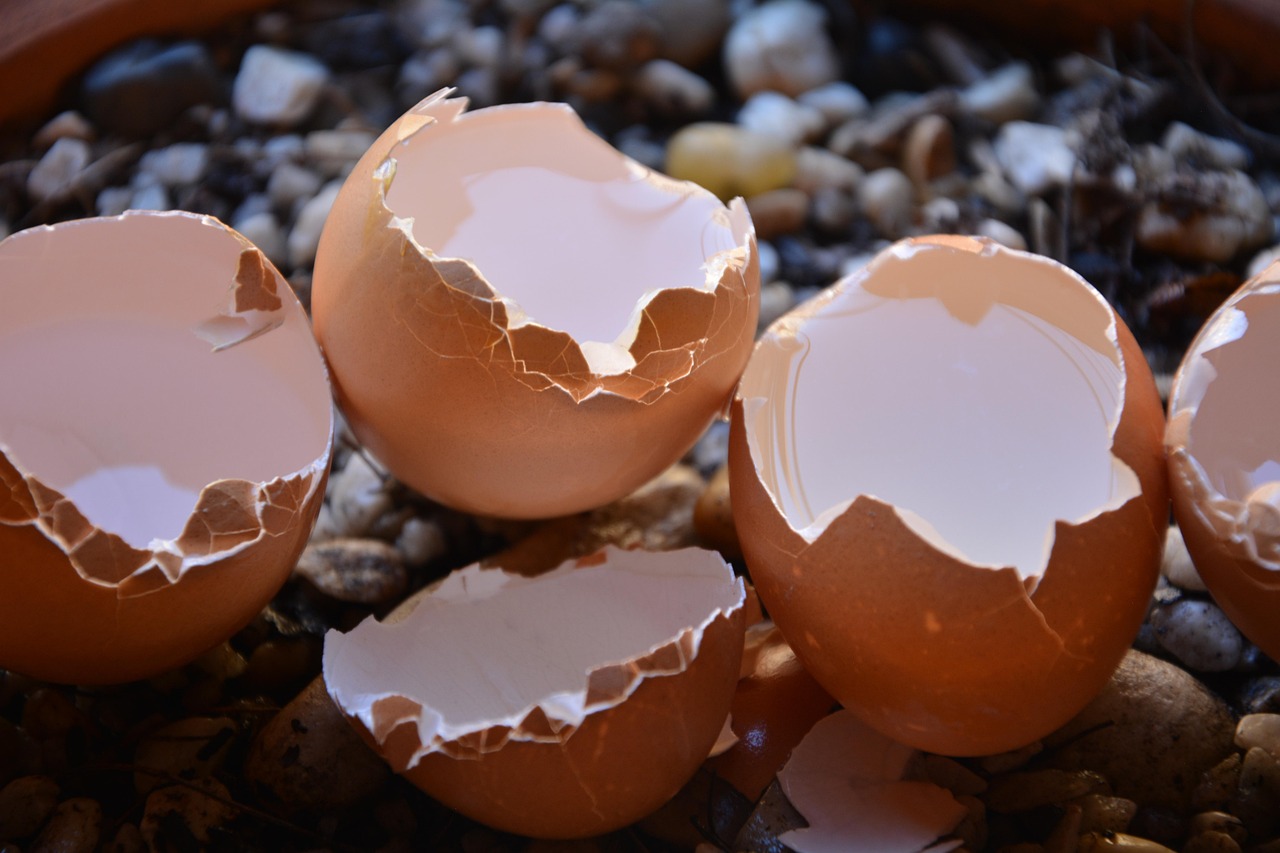 Limacce su insalata con gusci d'uovo tritati per prevenire infestazioni.