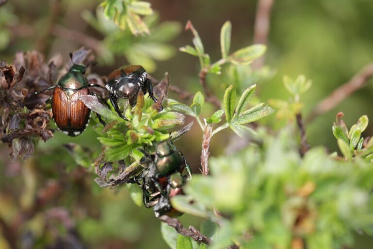 Maggiolino giapponese: il nuovo invasore che minaccia vigneti e giardini italiani