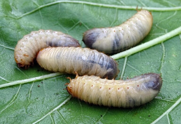 Oziorrinco: il coleottero notturno che mangia foglie e radici delle piante da vaso